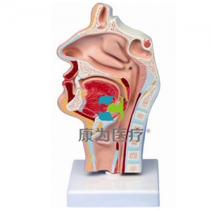 “康為醫(yī)療”鼻腔、口腔、喉、咽正中矢狀切面模型