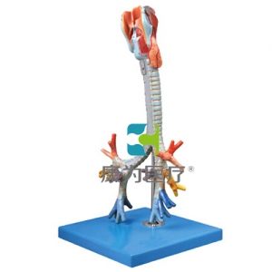 “康為醫(yī)療”喉與氣管、支氣管樹模型