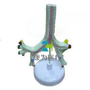 “康為醫(yī)療”氣管、支氣管及肺段支氣管模型