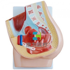 “康為醫(yī)療”女性盆腔正中矢狀解剖(2件)