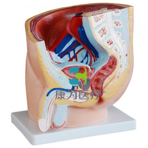 “康為醫(yī)療”男性盆腔正中矢狀切面模型
