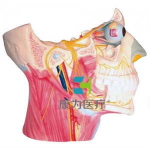 “康為醫(yī)療”腦神經(jīng)在頭頸部分布模型、十二對腦神經(jīng)