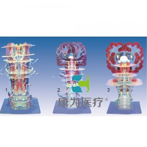 “康為醫(yī)療”腦干內部結構及傳導模型