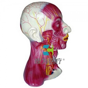 “康為醫(yī)療”頸部中層肌肉血管神經(jīng)模型