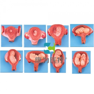 “康為醫(yī)療”妊娠胚胎發(fā)育過程模型