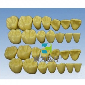 “康為醫(yī)療”單色無(wú)根恒牙模型(放大2倍)