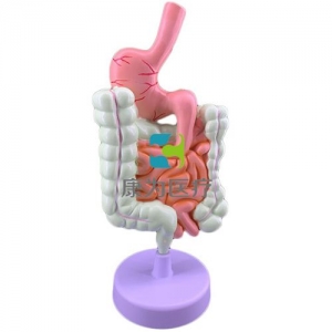 “康為醫(yī)療”病理消化系統(tǒng)模型