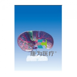 “康為醫(yī)療”肝膽解剖、甘血管、膽管的肝分布