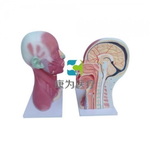 “康為醫(yī)療”頭、頸肌肉局部解剖模型