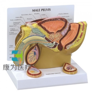 “康為醫(yī)療”醫(yī)患關系溝通模型-男性骨盆矢狀剖面附睪丸模型（醫(yī)學指導模型）