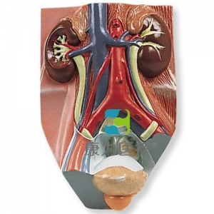 男性泌尿系統(tǒng)模型，實(shí)物的0.75倍