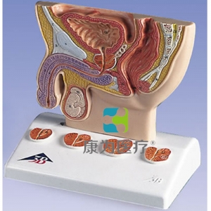前列腺模型，實(shí)物1/2