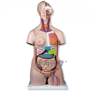 豪華型兩性軀干模型，24部分