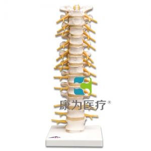 頸椎模型