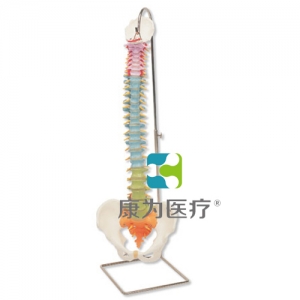 教學用活動脊柱模型