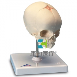 胎兒顱模型，置于基架