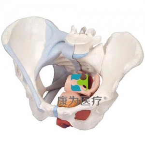 女性骨盆模型（配置韌帶組件，穿通盆底肌群及器官的正中矢狀切面），4分體