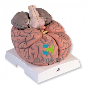 巨型腦模型，實(shí)物的2.5倍，14部分