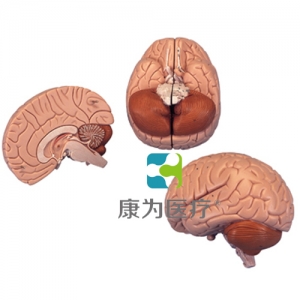 介紹性腦模型，2部分