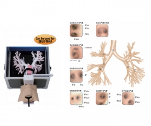 進口超聲波支氣管鏡模型，超聲波支氣管鏡訓練模型