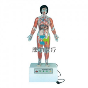 “康為醫(yī)療”微電腦人體心動周期與大、小循環(huán)演示模型