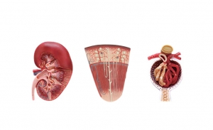腎切面、腎單位、腎小球模型